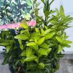 Bršlen japonský (Euonymus japonicus)  ‘MICROPHYLLUS PULCHELLUS’ - výška 20-30 cm, kont.C2L